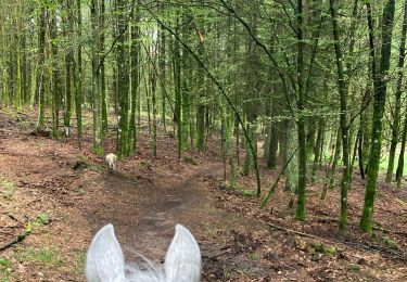 Tocht Paardrijden Belmont - Acpl 2ème jour Belmont Bellefosse  - Photo