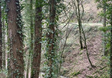 Tour Wandern  - De Lichtental à Baden Baden par les hauteurs  - Photo