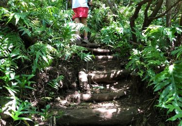 Trail Walking Saint-Pierre - Piton Mont Vert 20190217 SH - Photo