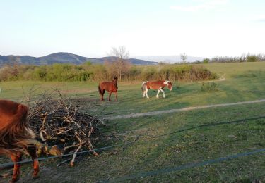 Tour Wandern Loriol-sur-Drôme - Autour de Blanquinque- Bois de Lagier -Loriol - Photo