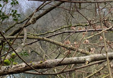 Tour Wandern Gerpinnes - Marmor  - Photo