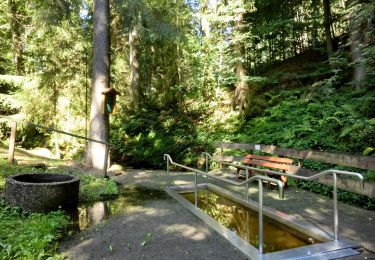 Tour Zu Fuß Bischofsgrüner Forst - Winterwanderweg Warmensteinach-Täfelein - Photo