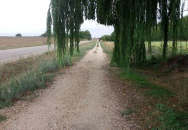 Trail Walking Boadilla del Camino - Villalcazar de Siga - Photo