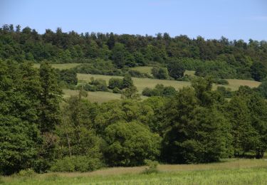 Tour Zu Fuß Gemünden (Felda) - Heinzmanntour - Photo