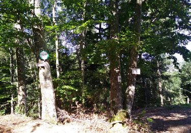 Tour Wandern Thann - Jules & Jim - Photo