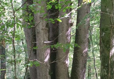 Tour Wandern Vauchassis - Berceney - Photo