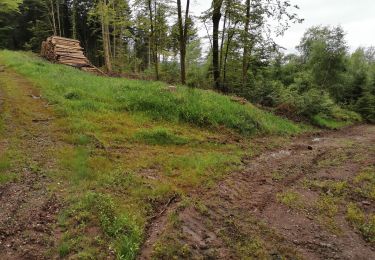 Randonnée Marche Saint-Étienne-lès-Remiremont - Les cuveaux à Eloyes - Photo