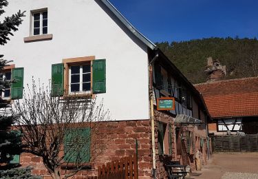 Trail Walking Obersteinbach - Obersteinbach - châteaux du Petit Arnsberg, du Wasigenstein et du Blumenstein - Photo