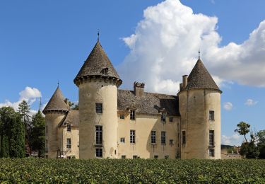 Excursión A pie Savigny-lès-Beaune - Chemin des Vignes - Photo