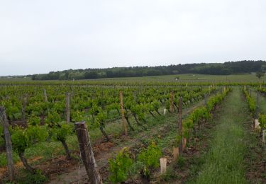 Trail Walking Bourgueil - Bourgueil  - Photo