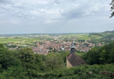 Trail Walking Arbois - Arbois  - Photo