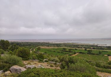 Trail Walking La Palme - la palme - Photo