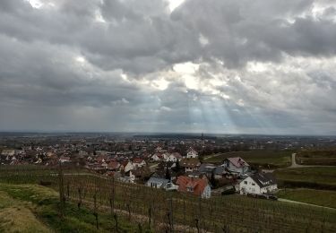 Excursión A pie Ihringen - Kaiserstuhlpfad - Photo