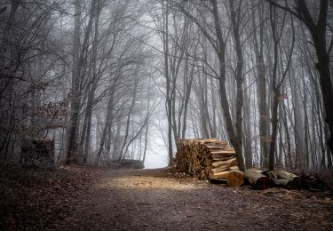 Trail On foot Unknown - Schwarzenbergpark/Allee - Sophienalpe (nördlicher Ast) - Photo