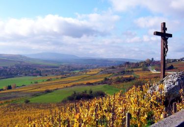 Randonnée A pied Wachenheim - Zellertalweg Wachenheim - Photo