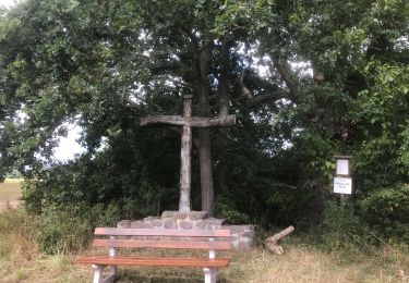 Randonnée Marche Hochfelden - 2020-08-23 Le peuplier noir de Hochfelden - Photo