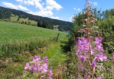 Tour Wandern Grande-Rivière-Château - Tour du Lac de l'Abbaye de Grandvaux - Photo