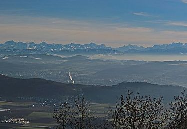 Randonnée A pied Baden - Baden - Dielsdorf - Photo