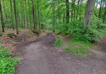 Randonnée Marche Viroflay - La Celle St Cloud depuis Viroflay - Photo