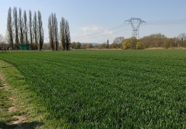 Trail Walking Boran-sur-Oise - randonnée de precy entre campagne et le long de l oise - Photo