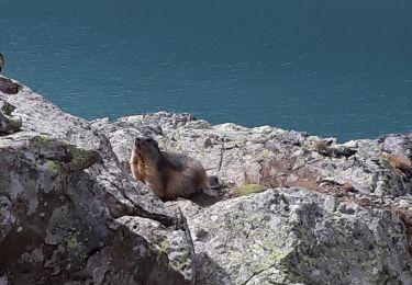 Trail Walking Vallouise-Pelvoux - Lac Eychauda et le  col des Grangettes - Photo