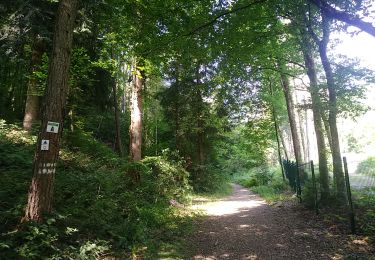 Trail Walking Sentheim - Baerenkopf  - Photo