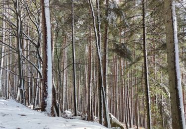 Trail Mountain bike Fréland - tour de Fréland hivernal - Photo