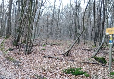 Trail Walking La Fouillouse - la Fouillouse du 23-12-2022 - Photo