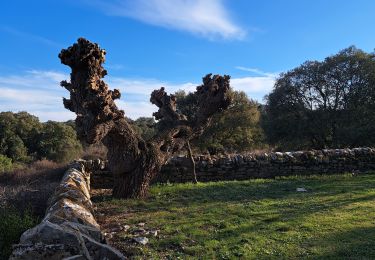 Excursión Senderismo Conqueyrac - Le Crepesnou, chateau de Fressac - Photo