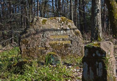 Tocht Te voet Böbingen - Edenkoben Naturparkweg 5 - Photo