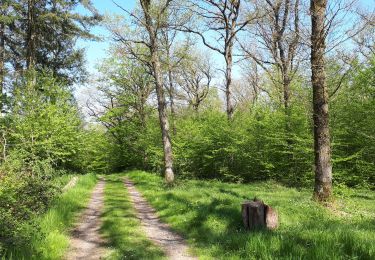 Trail Walking Hotton - Melreux (Hotton) - Photo
