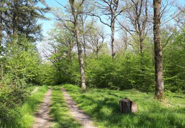 Randonnée Marche Hotton - Melreux (Hotton) - Photo