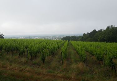 Excursión Senderismo Bourgueil - forêt Bourgueil 100623 - Photo