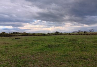 Percorso Marcia Argelès-sur-Mer - réserve du mas Larrieu de part et d autre du Tech - Photo