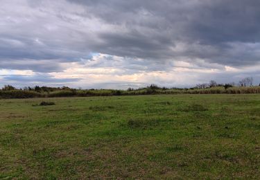 Tour Wandern Argelès-sur-Mer - réserve du mas Larrieu de part et d autre du Tech - Photo