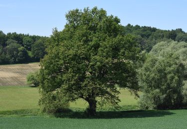 Excursión A pie Gerersdorf-Sulz - Panoramaweg Rehgraben - Photo