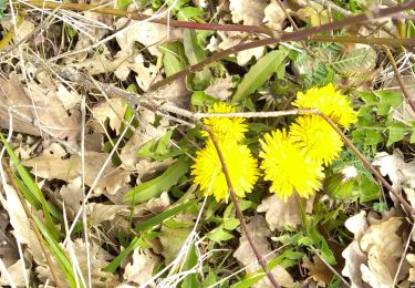 Tour Wandern Coulanges-la-Vineuse - AVF Coulanges - Photo