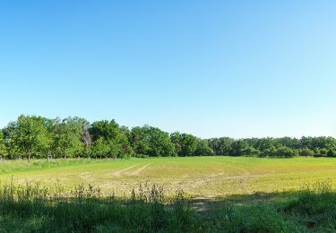 Trail On foot Torgau - Mahitzschen-Taura-Staupitz - Photo