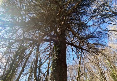 Trail Walking Saint-Jean-sur-Mayenne - Château de la Merveile - Photo