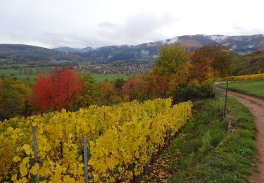 Randonnée Marche Osenbach - Osenbach - Sentier des Sols - Photo