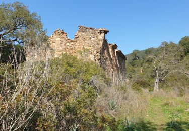 Trail Walking Hyères - Les Borels 2 VTT - Photo