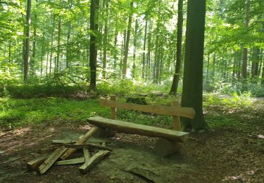 Trail Walking Sint-Genesius-Rode - 2020-09-01 - Forêt de Soignes- Rhode Saint Genève  - Photo