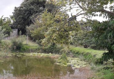 Tour Wandern Schœlcher - les 6 mares  - Photo