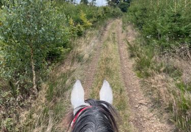 Trail Horseback riding Bastogne - Livarchamps 24/09 - Photo