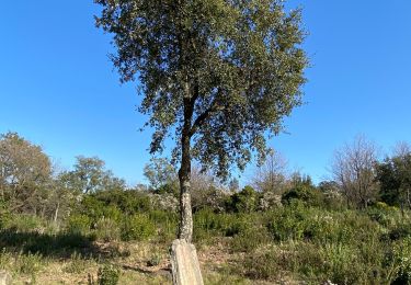 Tocht Stappen Les Arcs-sur-Argens - Les arcs les menhirs des terriers  - Photo