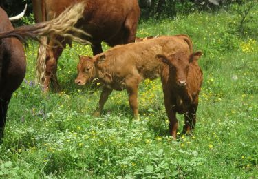 Trail Walking Le Broc - Mouton d'Anou en boucle depuis le Broc - Photo