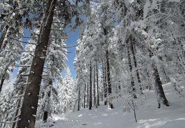 Tour Zu Fuß Čachrov - [M] Pod Malým Špičákem - Habr - Photo