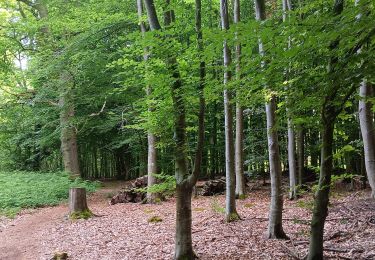 Trail Walking Seraing - bois de la vequée par les petits chemins (version courte) - Photo