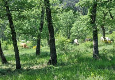 Trail Walking Montauroux - z le bas défens à Montauroux 23-05-23 - Photo