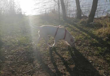 Tocht Stappen Saint-Symphorien-d'Ancelles - bord de saone - Photo